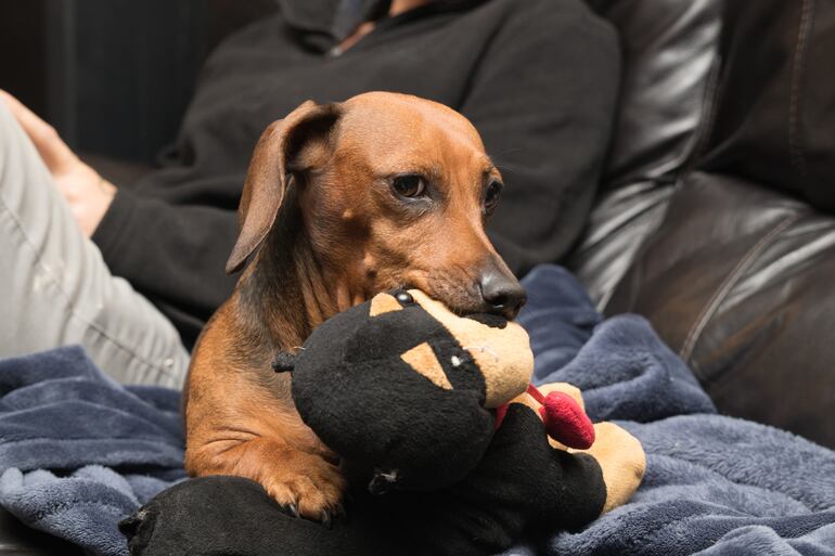 Perro con un juguete.