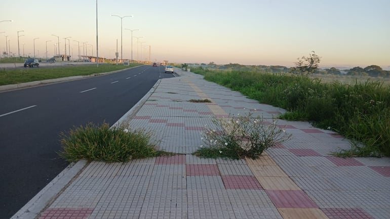Maleza entre las baldosas de la Costanera Sur