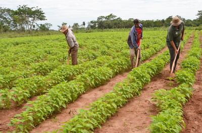 El sésamo es un rubro muy interesante y este año los productores tendrán el desafío de lidiar con el fenómeno de El Niño, que traería consigo calores intensos y precipitaciones fuertes y por zonas.