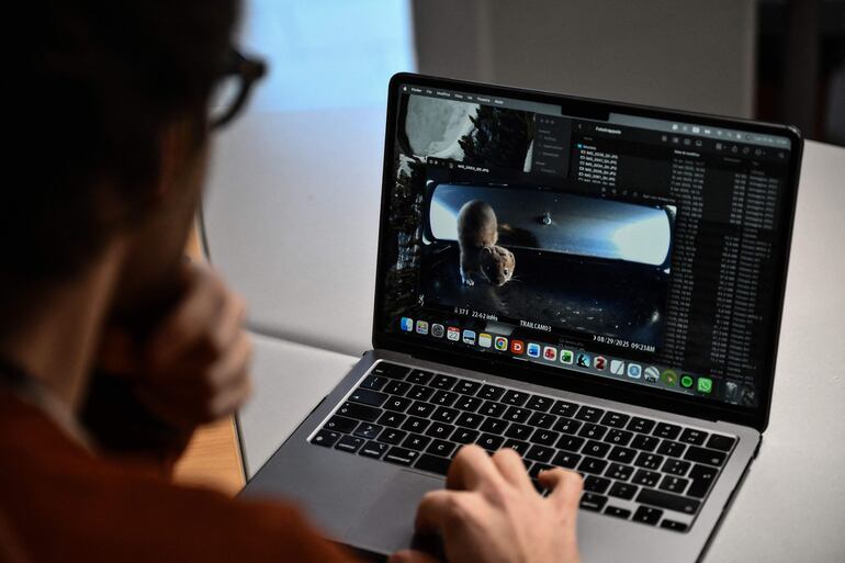 El biólogo Marco Granata observa un video que muestra a un armiño captado por una cámara trampa utilizada para monitorear pequeños mustélidos, como los armiños, en su hábitat natural, en la sede del Parque Natural de los Alpes Marítimos, en Entracque, en el noroeste de Italia, el 22 de diciembre de 2025.