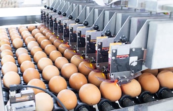 La producción de huevos incorpora tecnología y controles para garantizar calidad, seguridad y trazabilidad.