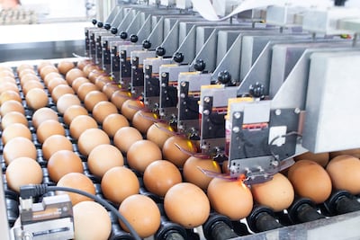La producción de huevos incorpora tecnología y controles para garantizar calidad, seguridad y trazabilidad.