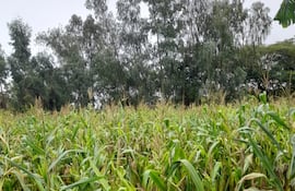 Lluvia llega a Carapeguá, pero sigue siendo insuficiente para los cultivos.