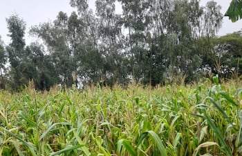 Lluvia llega a Carapeguá, pero sigue siendo insuficiente para los cultivos.