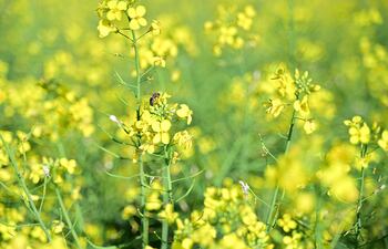 La canola es la segunda oleaginosa más sembrada en el mundo