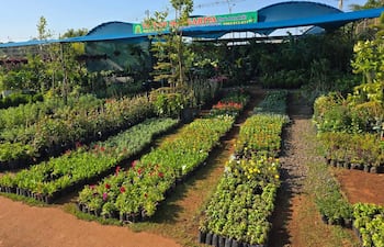 Los abastos ofrecen distintas variedades de flores y plantas por la llegada de la primavera.