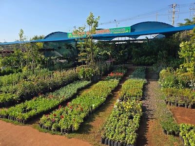 Los abastos ofrecen distintas variedades de flores y plantas por la llegada de la primavera.