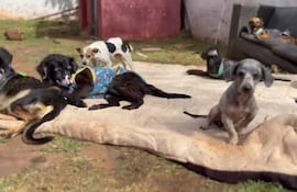 El Refugio de los Pikilines mantiene y cuida a los animalitos que son rescatado de las calles.