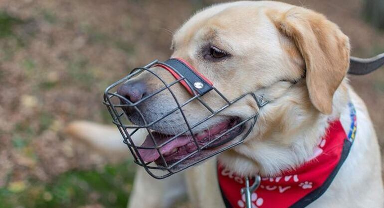 Perro con bozal.
