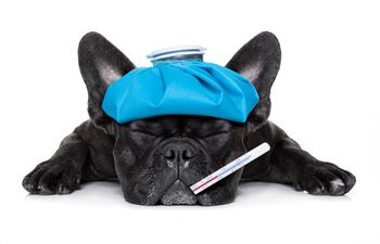 Cómo saber si tu mascota tiene fiebre.