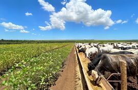 Sistemas integrados agroganaderos son más eficientes