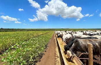 Sistemas integrados agroganaderos son más eficientes