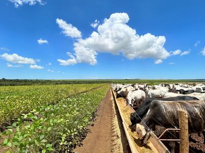 Sistemas integrados agroganaderos son más eficientes