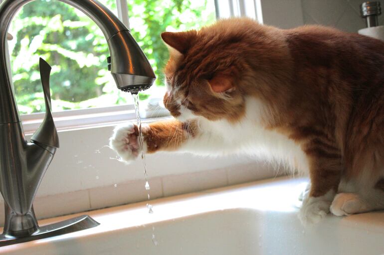 Gato bebe agua de la canilla.