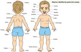 Partes del cuerpo humano