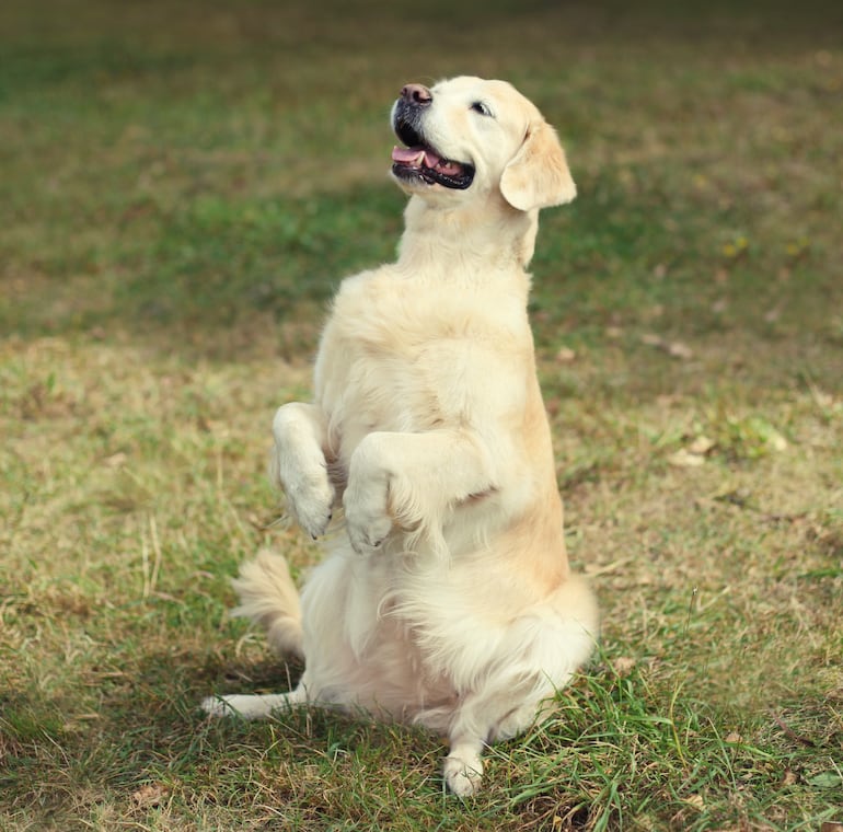 Perro obediente.