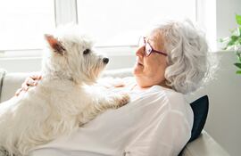 Concepto de perros de compañía.