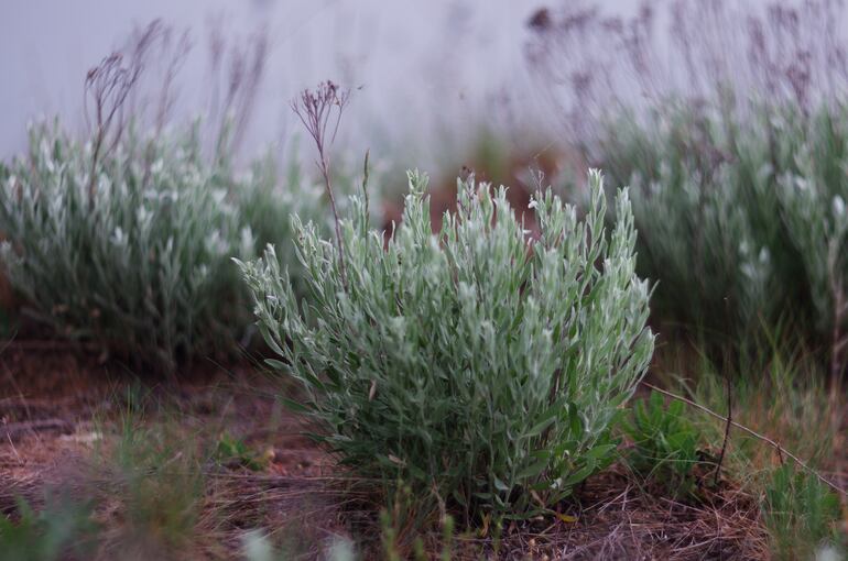 Artemisia tridentata.