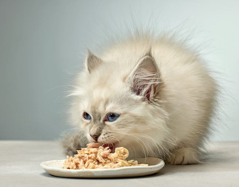 Gato.