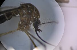 Fotografía del mosquito Aedes aegypti, responsable de transmitir el dengue, a través de un microscopio del Laboratorio de Parasitología Médica y Biología de Vectores de la Facultad de Medicina de la Universidad de Brasilia.