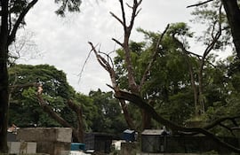 Uno de los árboles caídos en el camposanto municipal.