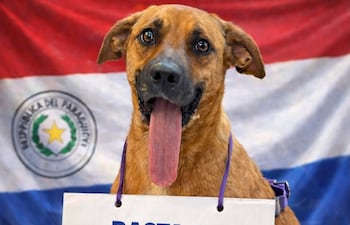 Imagen de la campaña por la aprobación de la "Ley Canela"