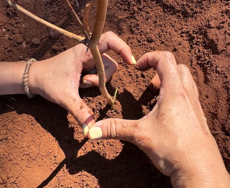 Paraguay Planta 2026.