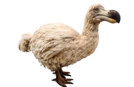 Dodo, imagen ilustrativa.