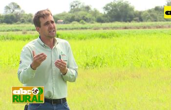 Uso y ventajas de pastos cultivados