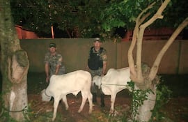 Del poder de un funcionario del Hospital Regional de Paraguarí se recuperaron dos terneros denunciados como hurtados en Sapucái.