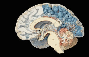 Concepto de cerebro.