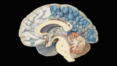 Concepto de cerebro.