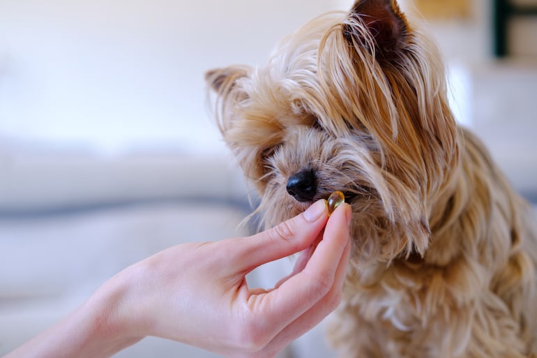 Perro tomando suplementos.