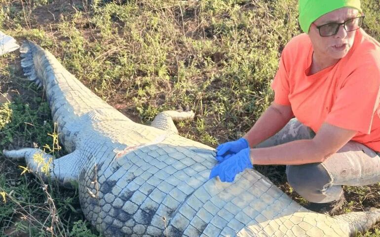 Mujer con gorra verde y camiseta naranja manipula un cocodrilo claro en un área de hierba, mostrando concentración en la acción.