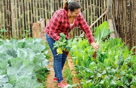 Alicia Samaniego, mujer trabajadora, realiza la recolección de sus productos que son distribuidos vía delivery rural con la ayuda de su hijo mayor.