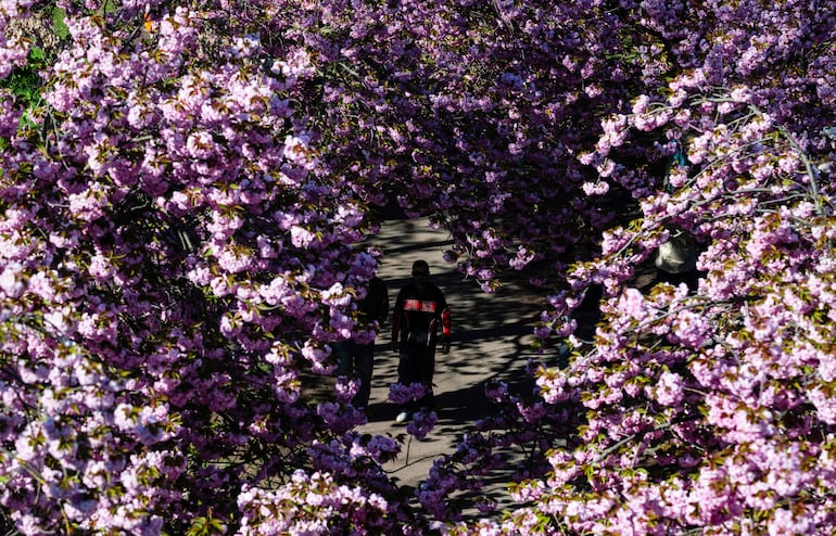 Un hombre camina bajo cerezos en flor en Berlín, el 22 de abril de 2026.