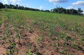 Esta parcela de maíz en etapa de crecimiento corresponde a una finca de la compañía Nuclear 3 de Choré