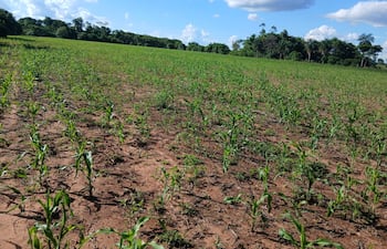 Esta parcela de maíz en etapa de crecimiento corresponde a una finca de la compañía Nuclear 3 de Choré