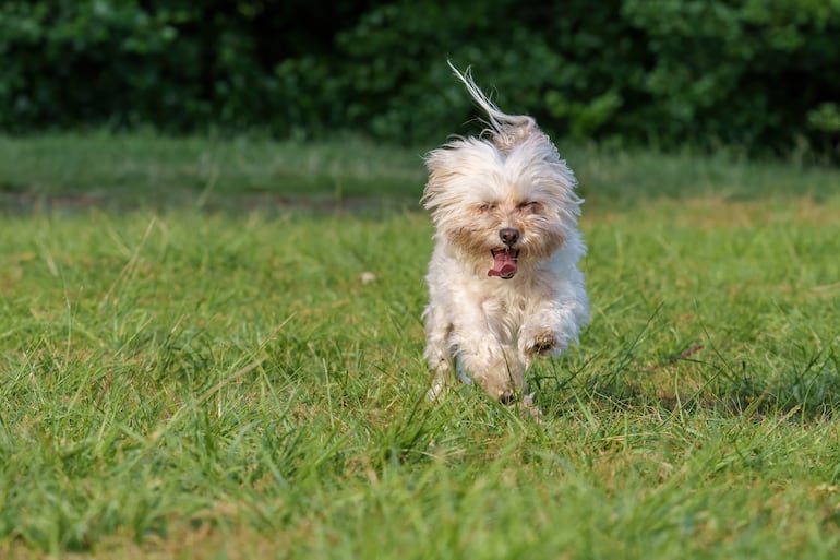 Perro pequeño y blanco corre.