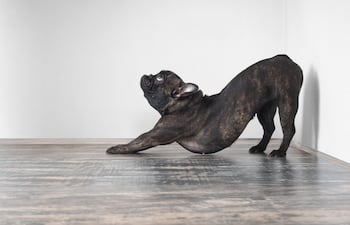 Perro se estira.