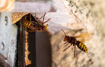 Avispones construyendo un nido.