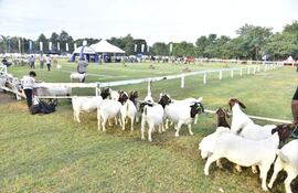 En primer plano, ganado caprino en espera para la pre calificación, en la Pista de Admisión Alberto Oka, en el marco de la 77 Exposición Nacional de Ganadería, Expo 2023.