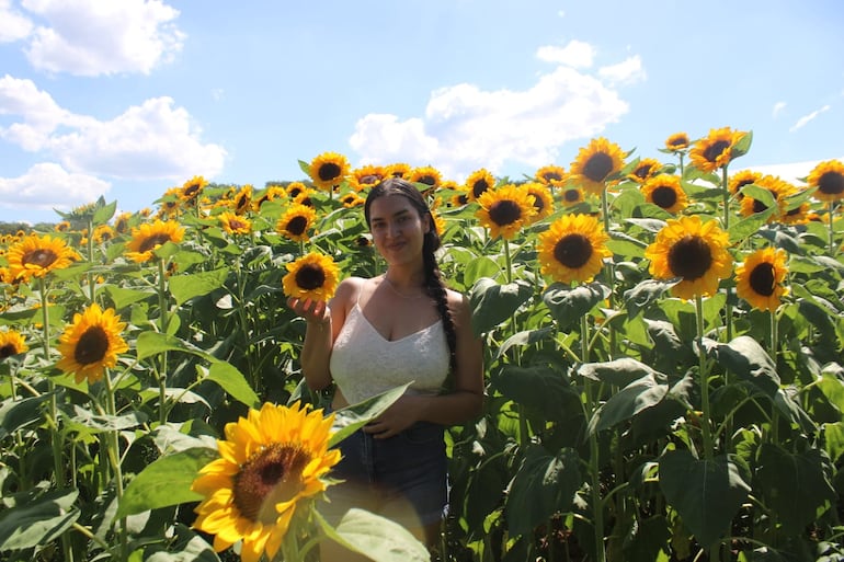 Los jóvenes llegan al campo de girasoles para aprovechar el escenario natural y tomarse fotografías.
