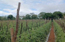 cultivo de tomates