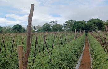 cultivo de tomates