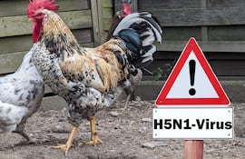 Concepto de amenaza de gripe aviar.