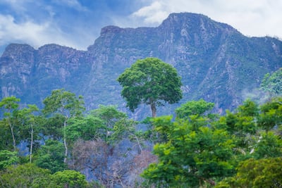 Parque Nacional Madidi, amazonía boliviana.