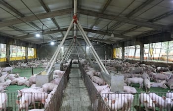 Ganadería porcina, establecimiento industrial en Paraguay