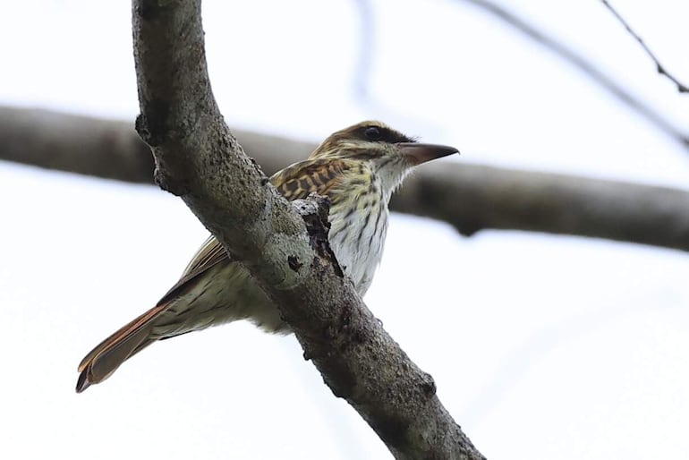 Fotografía que muestra un ave de la especie Myiodynastes maculatus este viernes, en la Chorrera (Panamá).