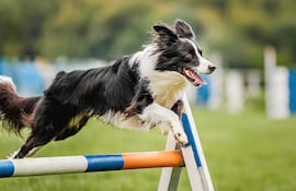Perro Border Collie.